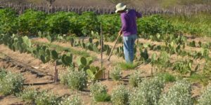 Pesquisa Revela Salário Necessário para Vida Digna no Semiárido